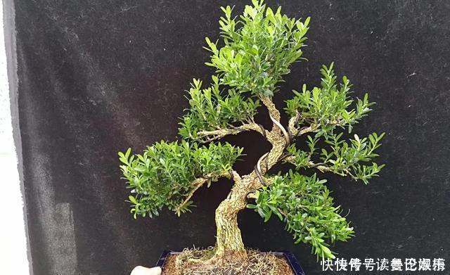 盆景|不管家中再小,一定要摆放上一盆“木中君子”