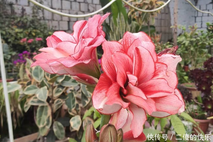 春季朱顶红开完花，教你养球“秘诀”，球又大又硬，长出好多侧芽