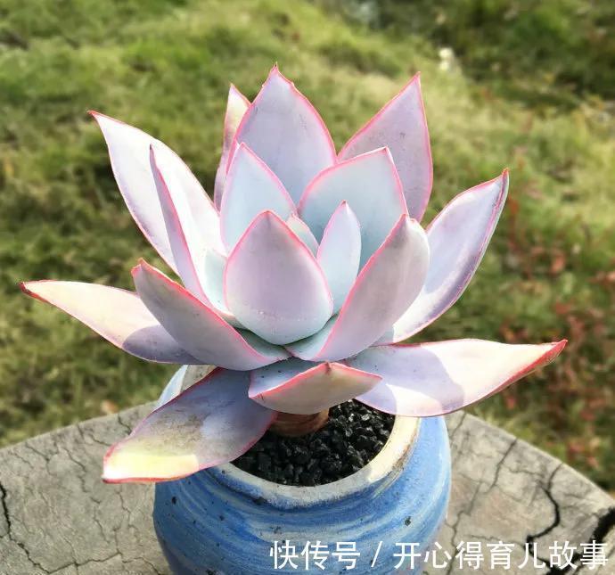 多肉能不能淋雨，真正懂的人并不多，别再傻傻避雨