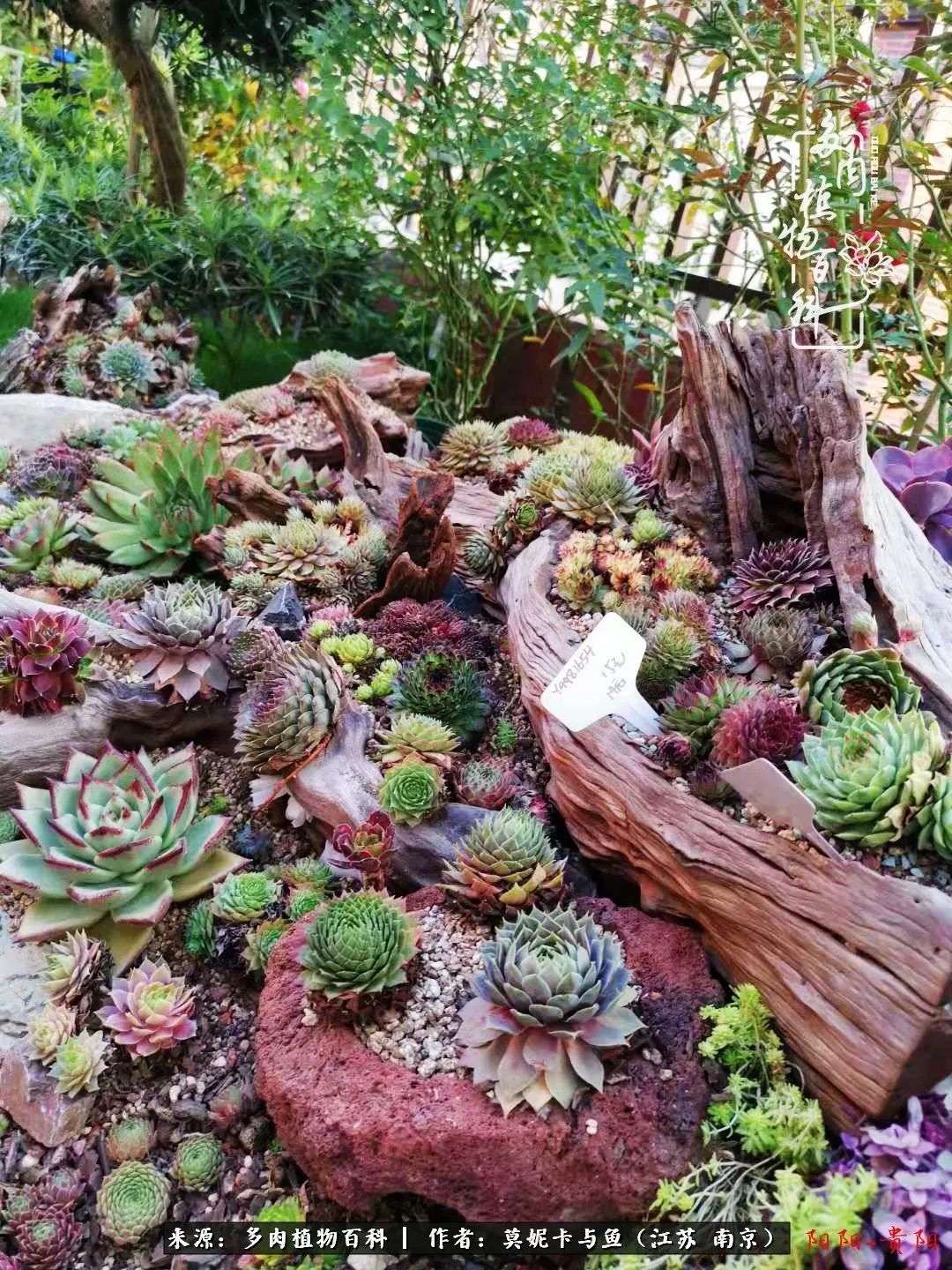 这多肉拼盘这么仙！如何制作达人手把手教你制作长生草拼盘！