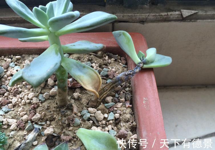 夏季盆栽多肉,叶子干瘪褶皱?内行人才知道原因不止是缺水