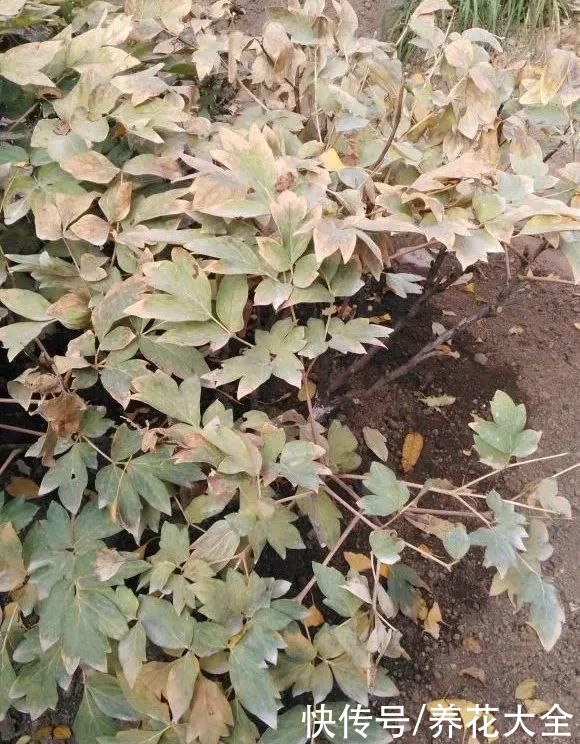 株形|7月必剪花，要抓紧时间，不然剪晚了不开花