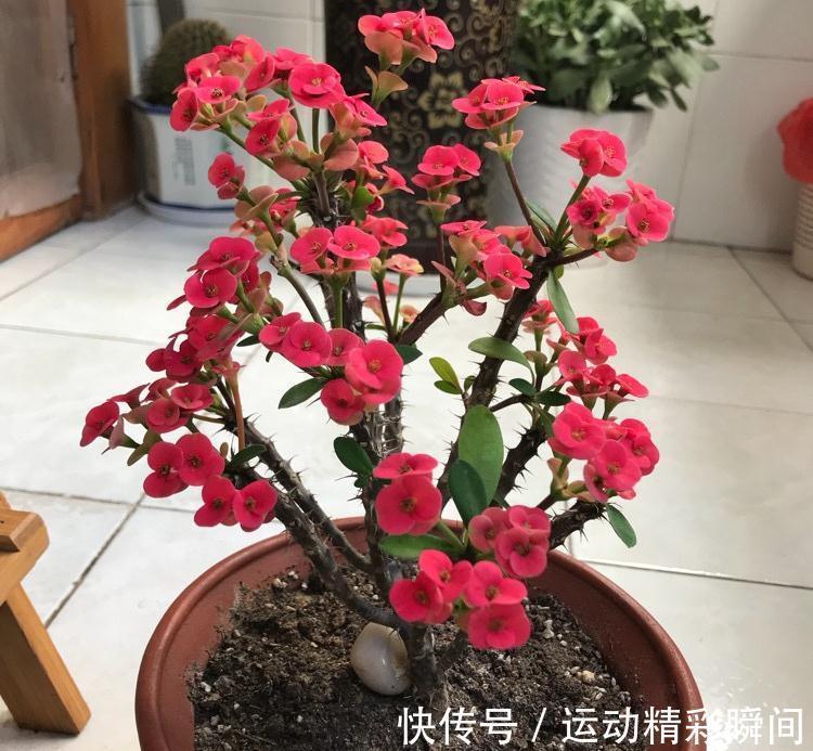 虎刺梅|有2种花,非常皮实好养漂亮,没有虫害、一直开花、花期超长