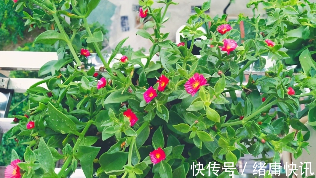 牡丹吊兰|4种花能观赏能“养人”，建议养几盆，好看又利于健康