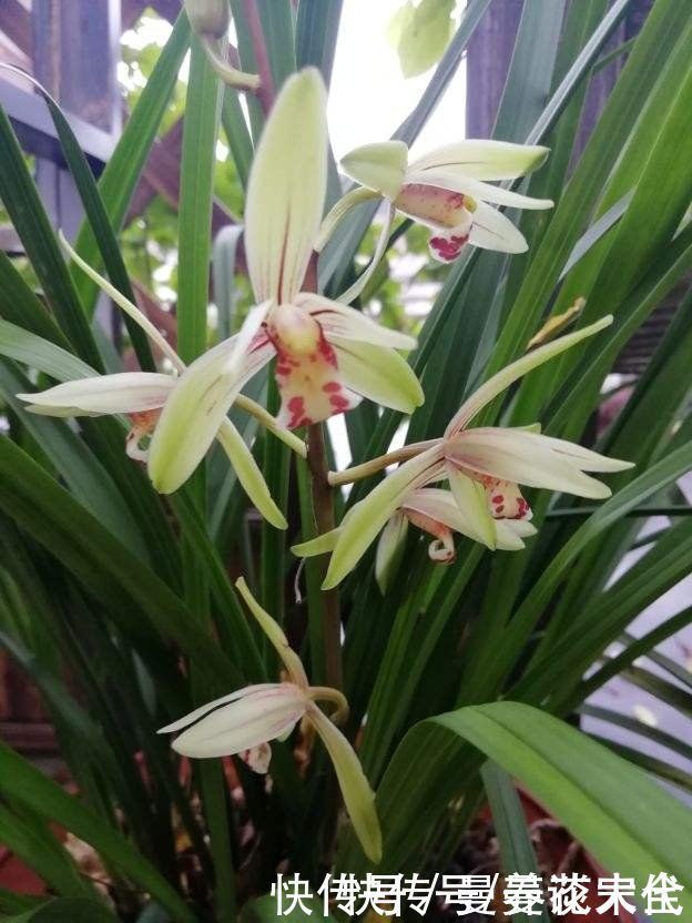 修剪|建兰要想开花，养护要记住“4个巧妙”，花朵开得才会多