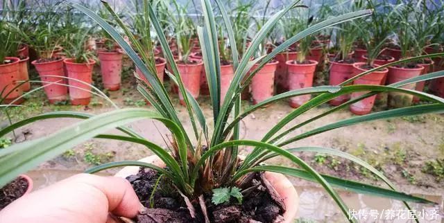 兰花烂根空根怎么办？关键是栽种不得当，一定要掌握好技巧才行