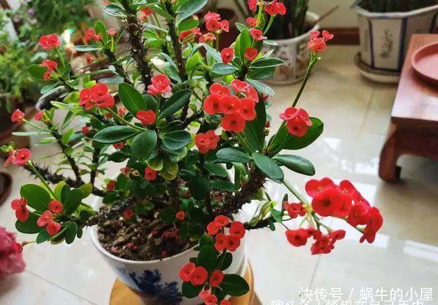 养花“学一招”,不花钱,家里也能成小花园