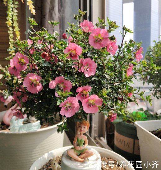 养花不要认为很难，只要记住“五个字”，养啥都能养好