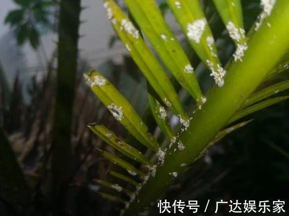 红蜘蛛|养花自制杀菌杀虫水,10天浇一勺,不生虫不得病,长得太旺!