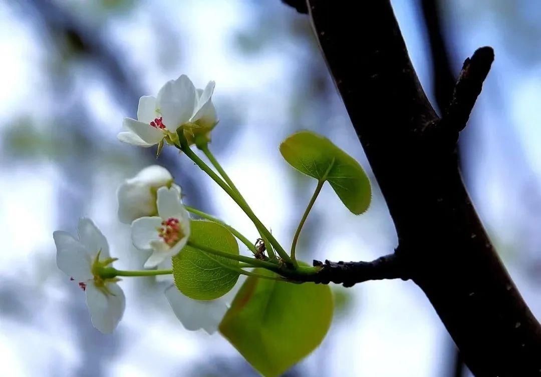 千树万树梨花开，东山梨园飘香