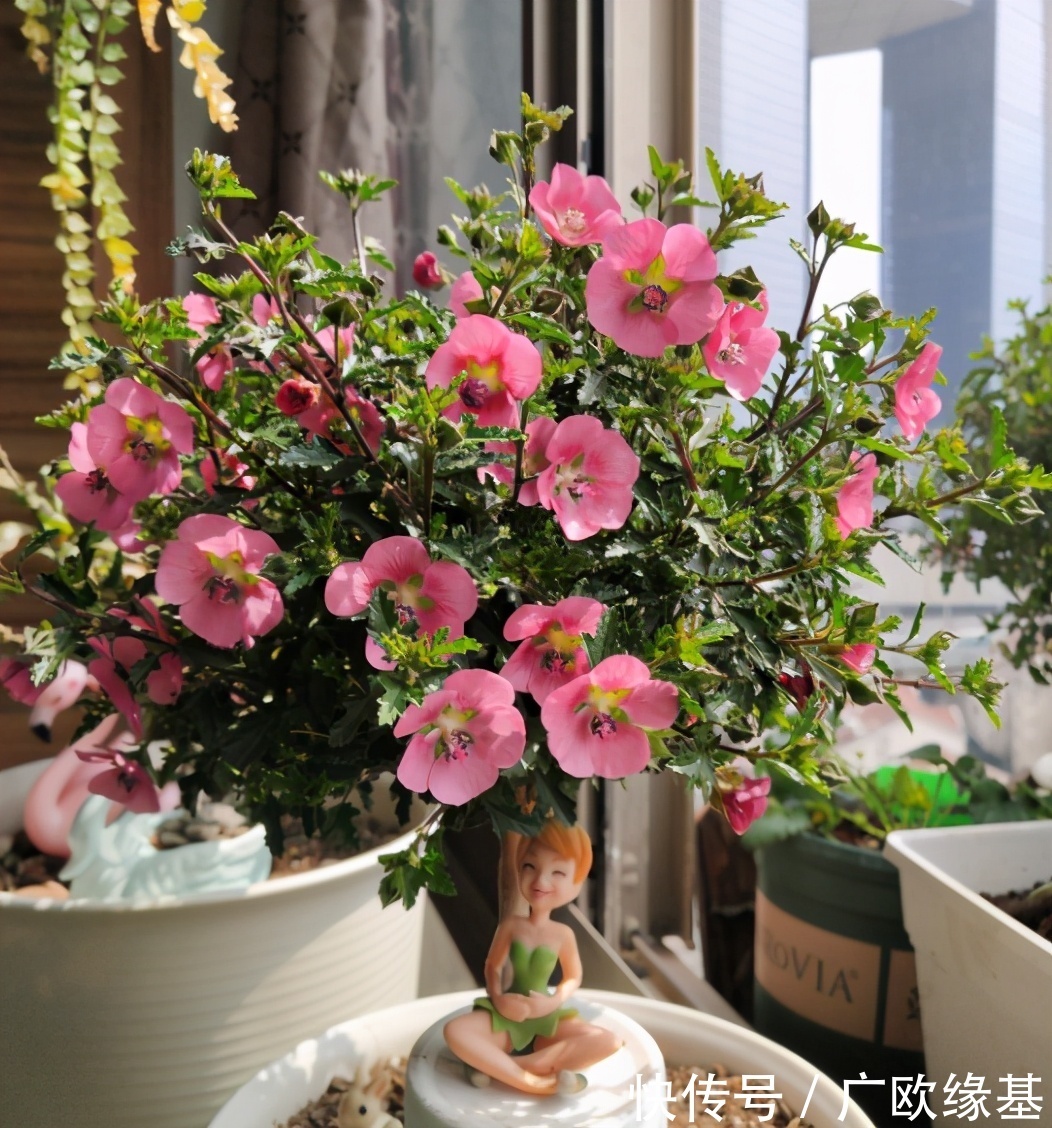 养花在“精”不在多,3个养花的“坏习惯”,想养好花要改掉