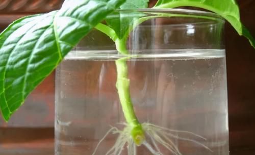 老花匠：用这3样泡水浇花，养根很管用！