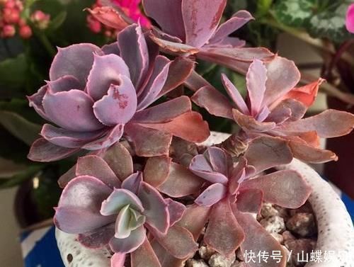 叶子|养多肉植物,做到此3点,叶子圆润如珍珠,色似糖果五颜六色