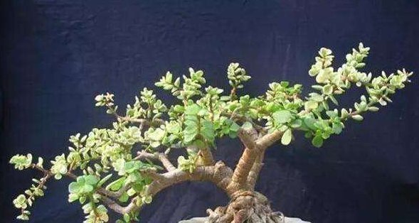想要养一盆好看的金枝玉叶，教你一招，长成老桩，人人见了都夸美