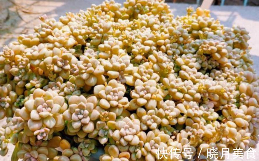 盘点7种易爆盆的多肉植物,轻轻松松养出一大盆,成就感满满