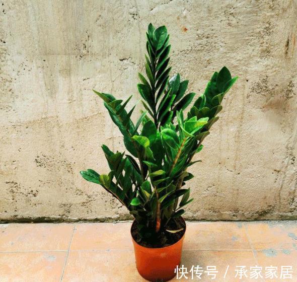 复合肥|推荐8款寓意好的植物，客厅养一盆，皮实好养还有好兆头