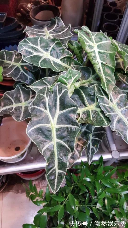 观音莲|天生“体阴”的6种花，晒太阳易黄叶，阴一点反而长得绿油油