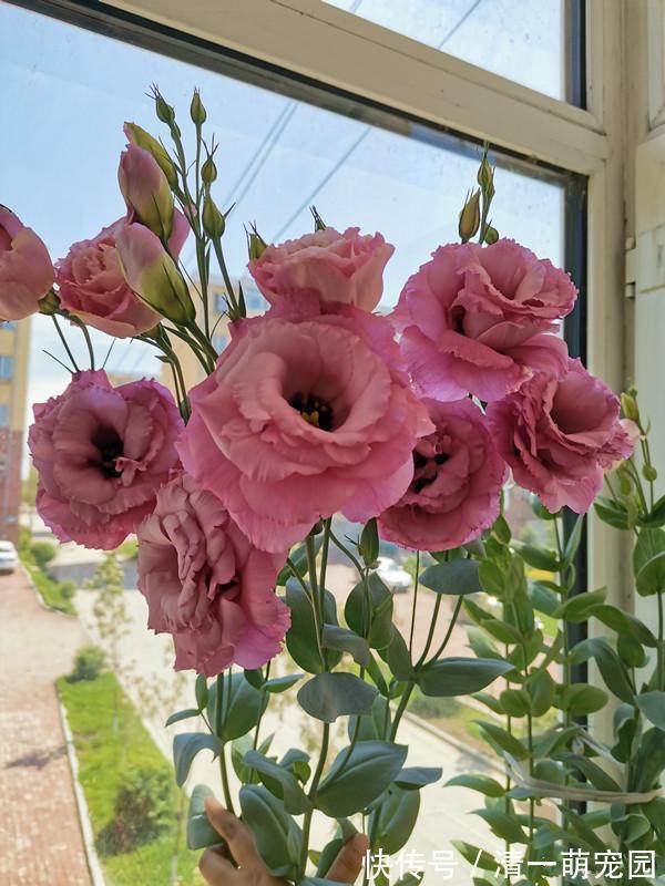 玫瑰|世界四大名花之一“洋桔梗”，比玫瑰还美，花开四季，阳台也能种