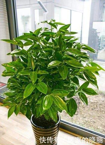 几项技能知道吗?养花人都该知道,养花方便,生长得愈加繁茂