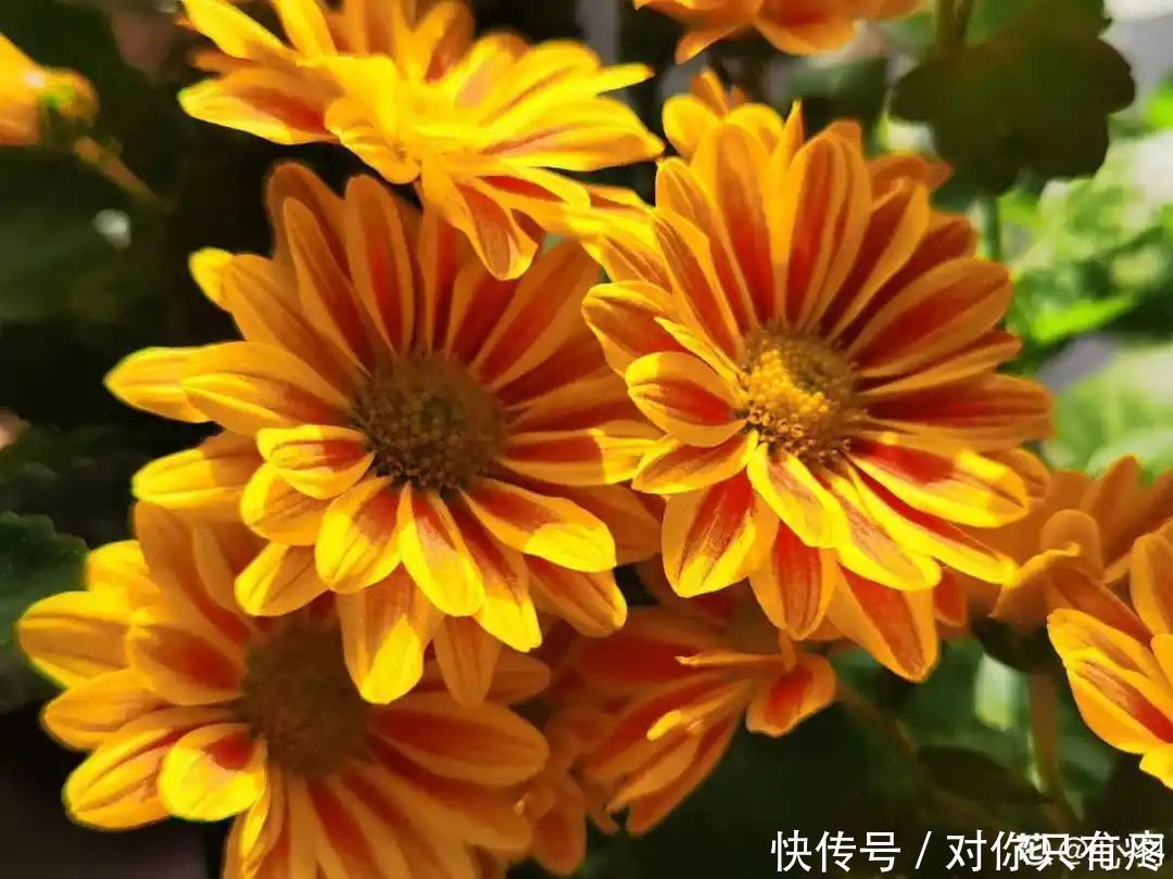 养花爱花2021赏花日历,看好这一篇,不会错过花期