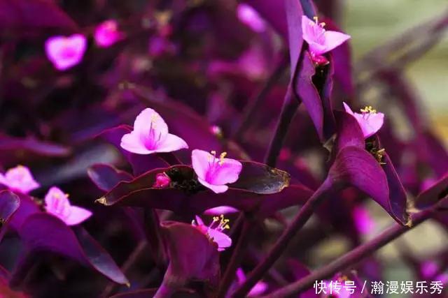 这3种吊兰千万别这么养,不然疯长爆芽,控制不住!