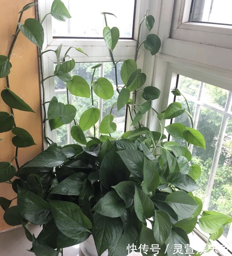 文竹|悄悄告诉你,养花高手都会的10个“小妙招”,学会以后,事半功倍