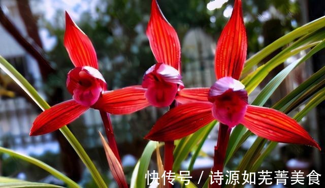 这款兰花香气醇正，花姿典雅大气，喜欢闻花香的花友值得入手！