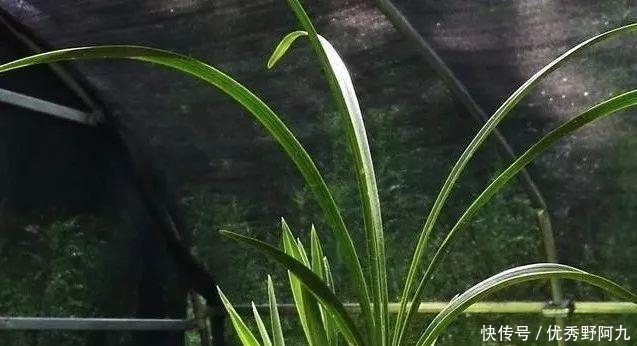  锯末|用锯末种植兰花只有经过这样处理的才可以，别再用错了