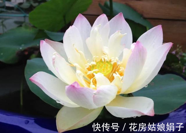 养分|葳蕤俏丽如碗莲,为何只长叶不开花?为你揭开8个不开花的原因