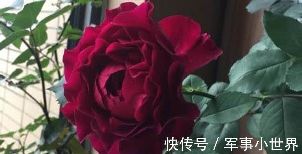 秋花|月季春花和秋花有什么区别?春花过后,做好3个多,秋花不愁开