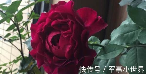 秋花|月季春花和秋花有什么区别？春花过后，做好3个多，秋花不愁开