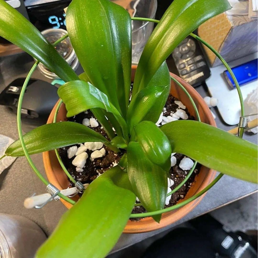 1种花长得像金鱼,耐寒好养活,种得越多越壮观