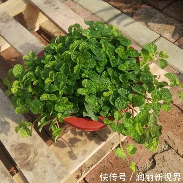 生物入侵|家庭养6种花“要当心”,容易出现“生物入侵”,天天起来要清理