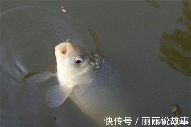 秋冬季节钓鲫鱼，气温低鱼口轻，别用搓饵和拉饵，上饵用这种手法