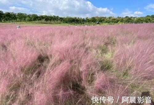 花海|一大片粉色花海来袭，秋天在主城也能打卡粉黛乱子草