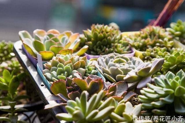 肥料|想要养好多肉,不要盲目“做傻事”,新手要避免掉,就能少踩坑