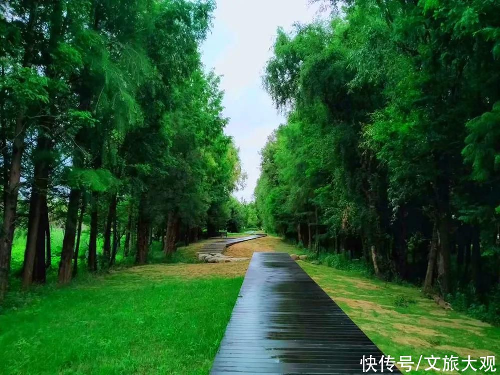 走廊|组图！瞬间变叶榆泽！洱海生态走廊这个风景也太美了吧