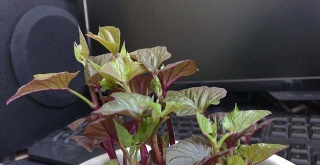 小花|阳台种了3种菜,一茬一茬很新鲜,夏天正好长得旺,吃得过瘾