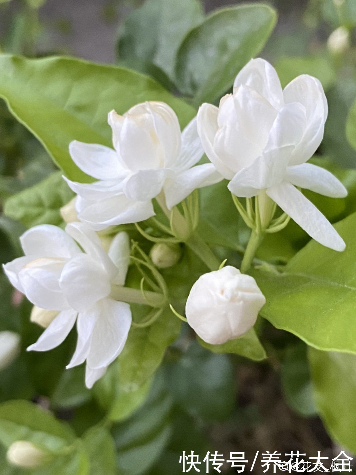 生长期|花朵全休眠也不怕,夏季种这3种花,轻松长疯,让夏天更火热