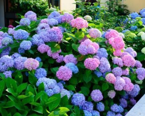适合夏季养的花,好活易爆盆,花色柔美,花朵烂漫迷人,美爆了