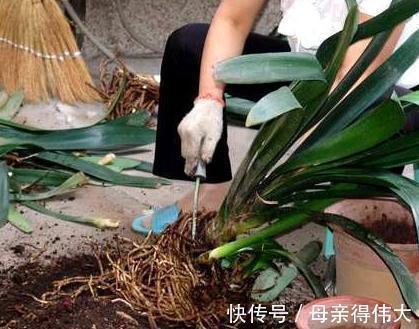 白酒|君子兰僵苗,黄叶多,别着急,教您学2招,长势猛,开花旺