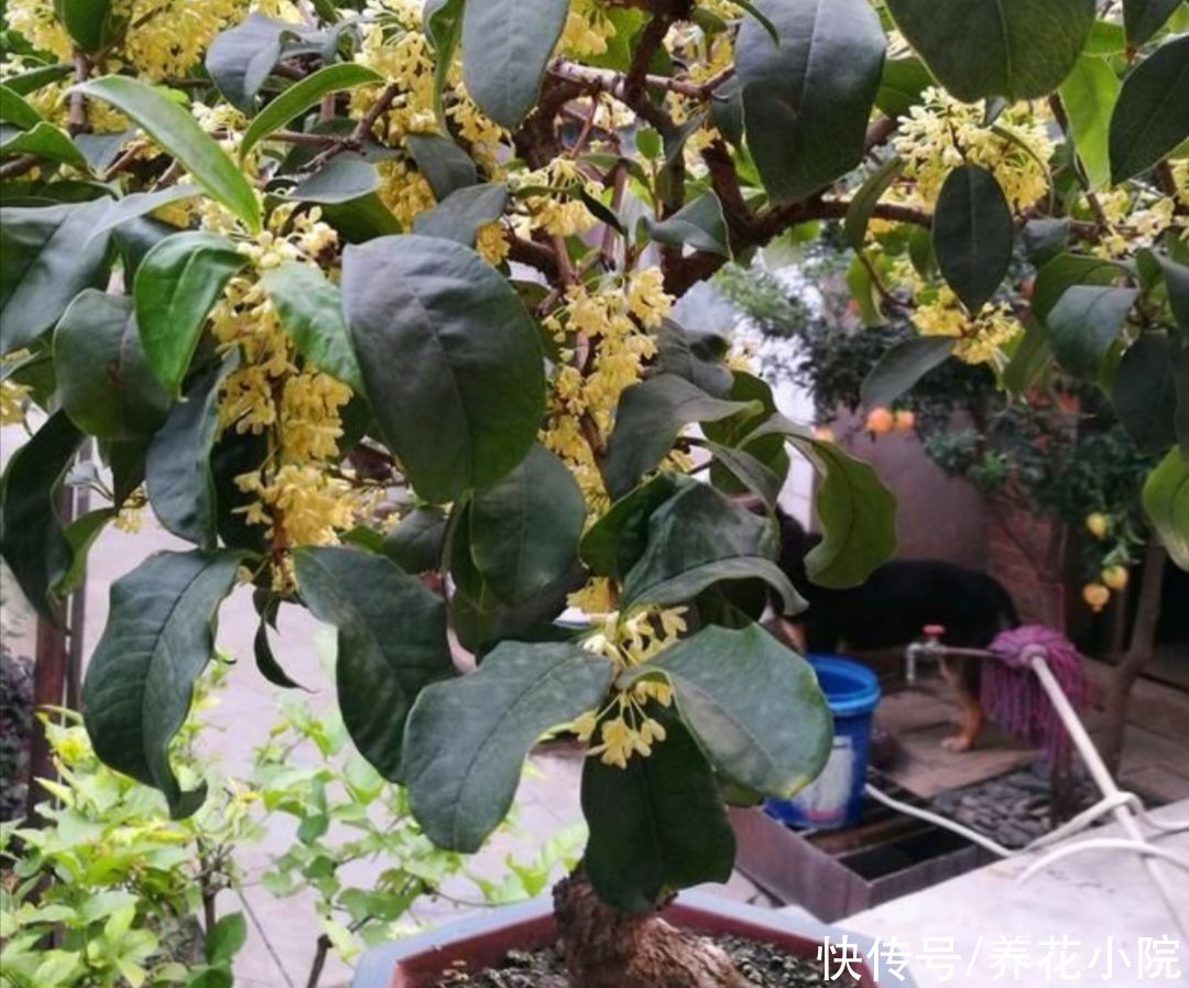 桂花|8月桂花正长花苞，给它用上1种肥，开花多，香味更浓