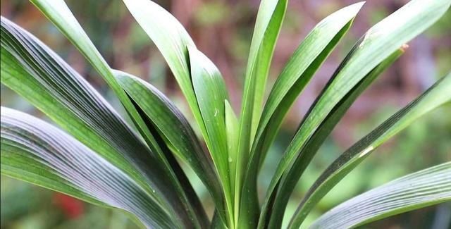 君子兰叶片|君子兰叶子长歪,教你3种方法纠正,株形整齐才更美观