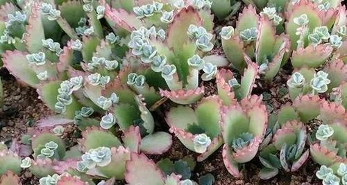 盆栽的朋友认识吗?此为不死鸟,落地就能生根,养好了价值高