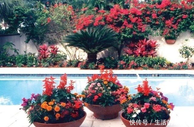 7种适合生长在阴凉处的开花植物 养在树荫下都没有问题 粉紫色 7种适合生长在阴凉处的开花植物 养在树荫下都没有问题 粉紫色