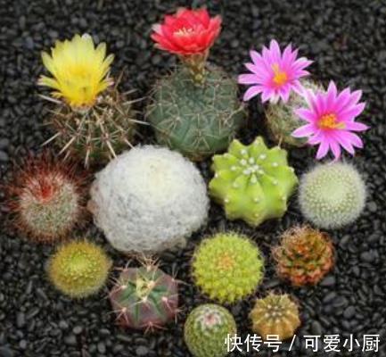 这些花12月要冬眠了,少浇水多晒晒更健壮,安全过冬来年爆盆