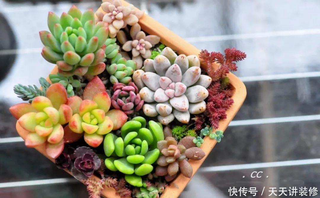 一个盆种了9种花,老妈非说养不好,差点被拔光