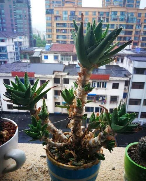 芦荟|教你正确栽培芦荟盆栽,养成老桩身价翻倍,方法简单有效