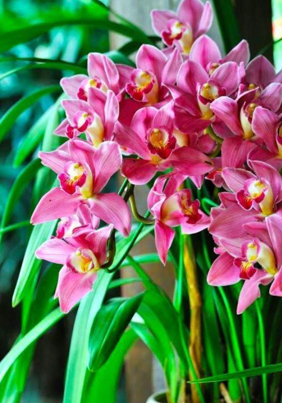 4种花养家里，个个美出状态，花朵迷人，阵阵花香，花朵大