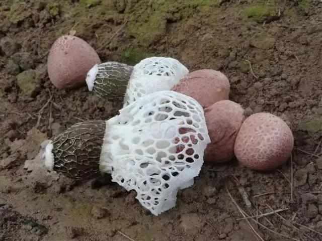 大山珍|農村不起眼的9大山珍,認識4個以上,說明你是真正的農村人!